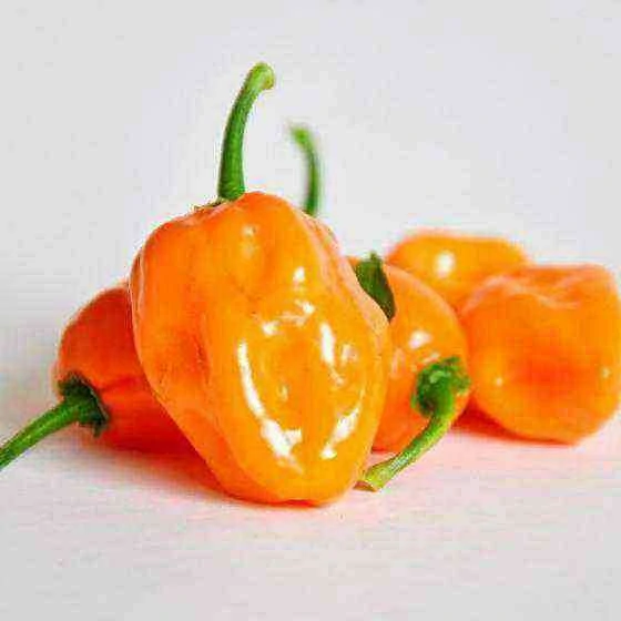 Chilli Pepper